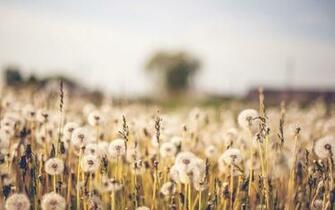 Flower Wallpaper