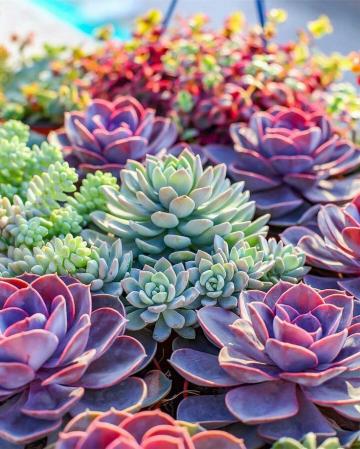 Succulent Brights Succulents Wallpaper Photography
