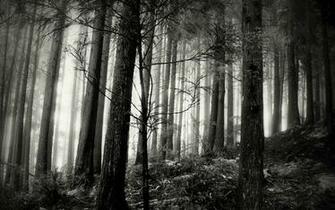 Black Forest Wallpaper