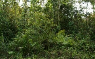 Jungle Wallpaper Widescreen