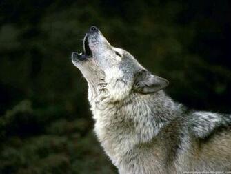 Cool Wolf Wallpaper