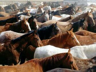 Hq Horses Wyoming Wallpaper
