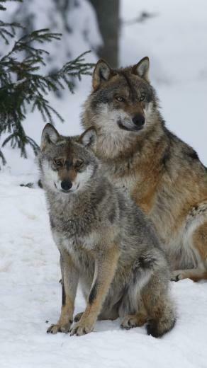 Wallpaper Pack Wolves Winter Snow Forest Samsung Galaxy