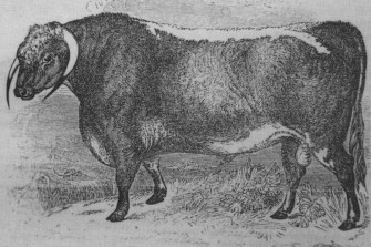 Age Of Invention Cash Cows