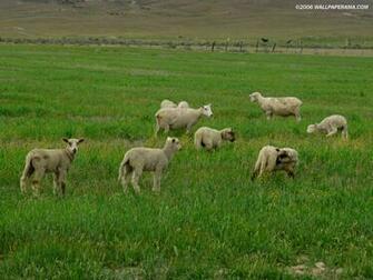 Lamb Wallpaper HD Background Image Pictures