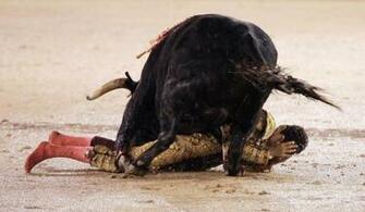 Bull Fighting