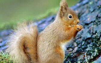 Ecureuil Ecureuils Animaux Man Redim Weesk Wallpaper Retourner
