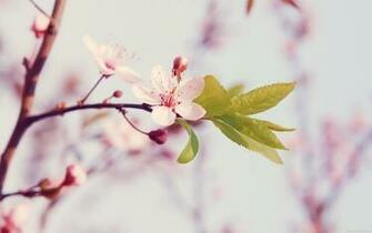 Peach Blossom Flower Wallpaper Windows