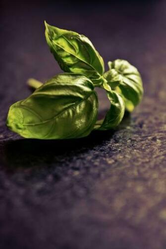 Basil Mobile Wallpaper Mobiles Wall