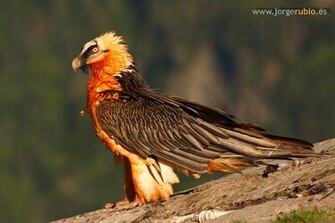 Bearded Vulture Bird Image