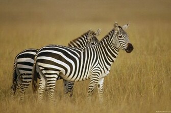 Zebra Desktop HD Wallpaper Photos Image