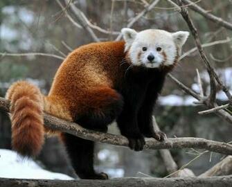 Cute Red Panda Wallpaper HD