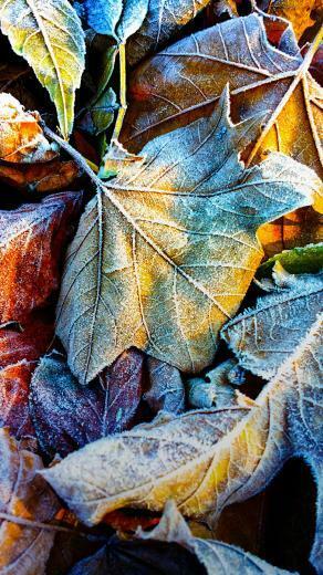 Your Motorola Moto HD Defoliation Wallpaper