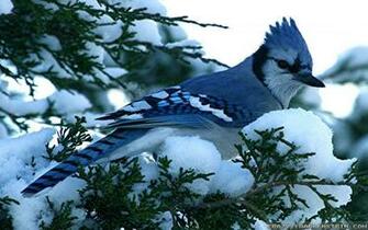 Blue Jay Winter Birds Desktop Wallpaper