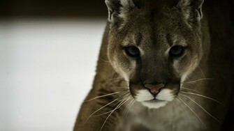 Cougar Puma Wallpaper