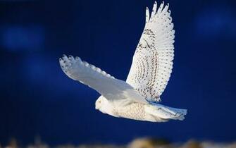 Wallpaper White Owl