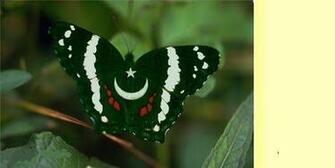 Wallpaper Pakistani Flags HD Computer Desktop And Mobile