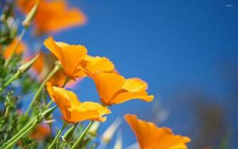 California Poppies Wallpaper Flower