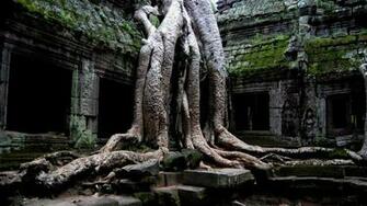 Description Mystical Roots Wallpaper Desktop Background