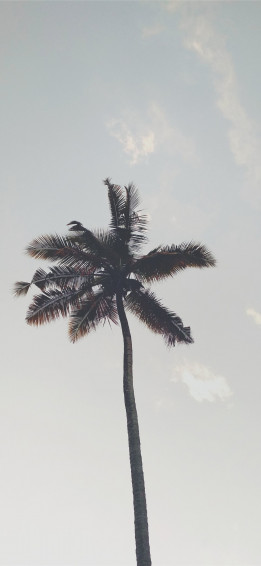 Tree iPhone X Wallpaper