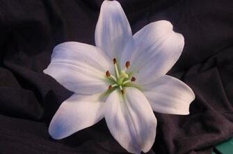 87725d1322540729 Lily Flowers Photo Jpg
