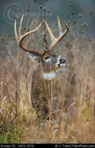 Big Whitetail Deer