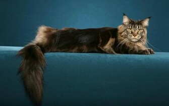 Widescreen HD Wallpaper Animals Maine Coon High