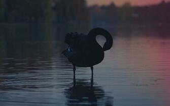 Black Swan Wallpaper HD