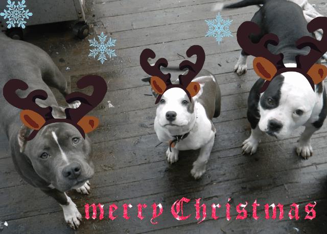 Merry Christmas Pitbulls Go Pitbull Dog Forums