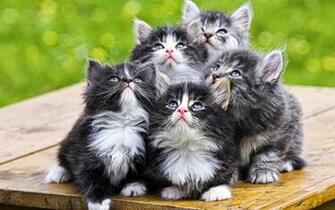 Gambar Kucing Lucu Wallpaper Keren