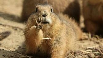 Groundhog Day Wallpaper Image