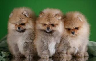 Wallpaper Puppies Trio Spitz Image For Desktop Section