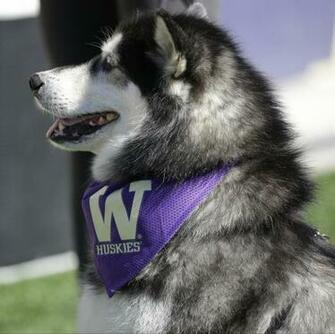 The Washington Huskies Mascot Is Shown During An Ncaa College Football