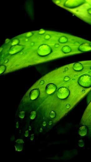 Green Flower iPhone 5s Wallpaper iPad