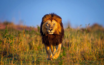 Lion Wallpaper Desktop