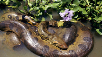 Anaconda Wallpaper