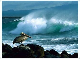 Pelican Is A Large Water Bird With Throat Pouch Belonging
