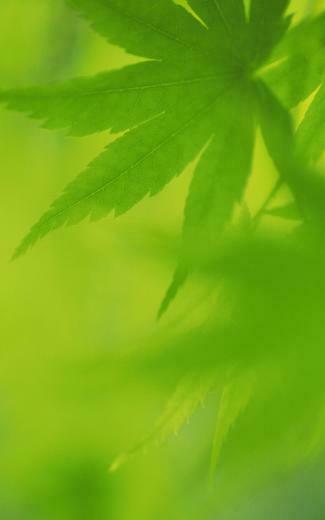 Are Ing Green Leaves HD Wallpaper Color Palette Tags