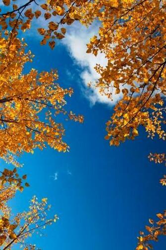 Fall Leaves Background For iPhone Autumn And Sky
