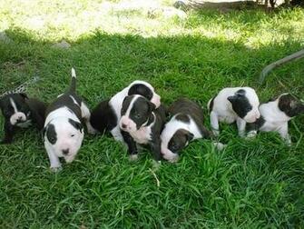 Pitbull Puppy Food Last Pup Sale Fontana Ca Dogjing