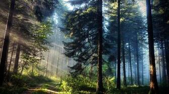 Nature Desktop Wallpaper Beautiful Pine Forest Picture