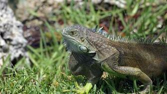 Iguana In Green Grass 1920x1080p HD Reptile Wallpaper
