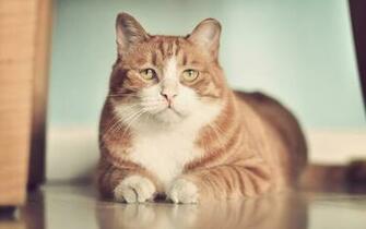 Sad Fat Cat On The Floor Wallpaper And Image Pictures