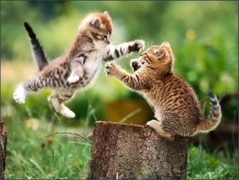 Funny HD Cat Wallpaper