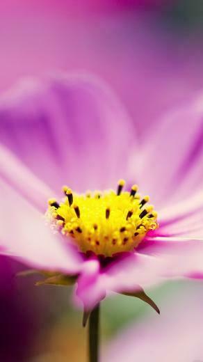 Spring iPhone Plus Wallpaper Leaf Flowers