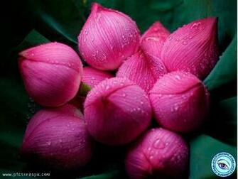 Pink Flowers With Water Drops Picture Wallpaper In