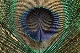 Peacock Feather Wallpaper Wall Mural Self Adhesive Multiple Sizes