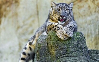 Snow Leopard Wallpaper HD Pictures One