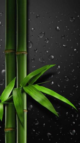 Bamboo Tree iPhone Wallpaper