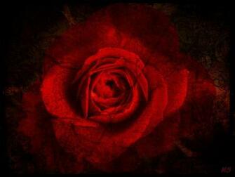 Gothic Roses Art Image Pictures Becuo